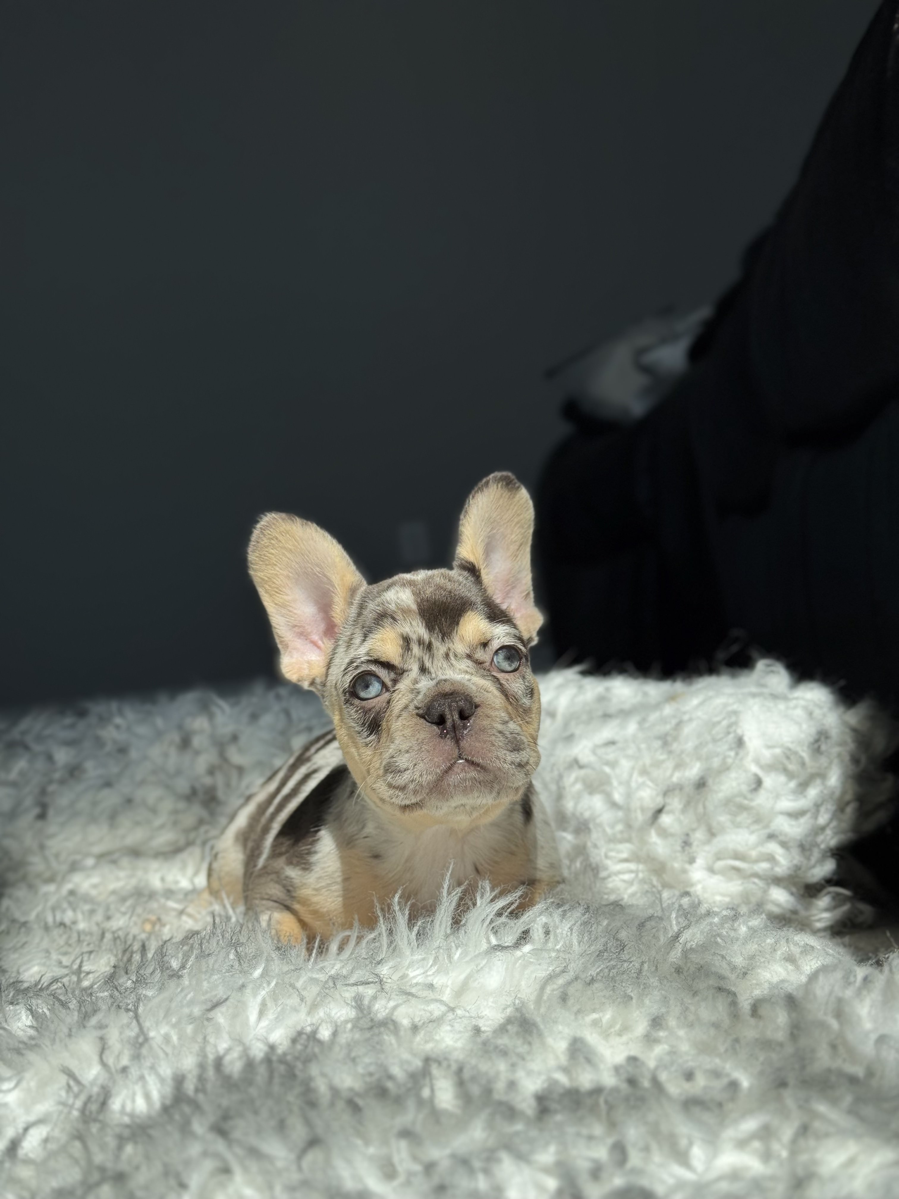 Get Frenchie puppies Nestle