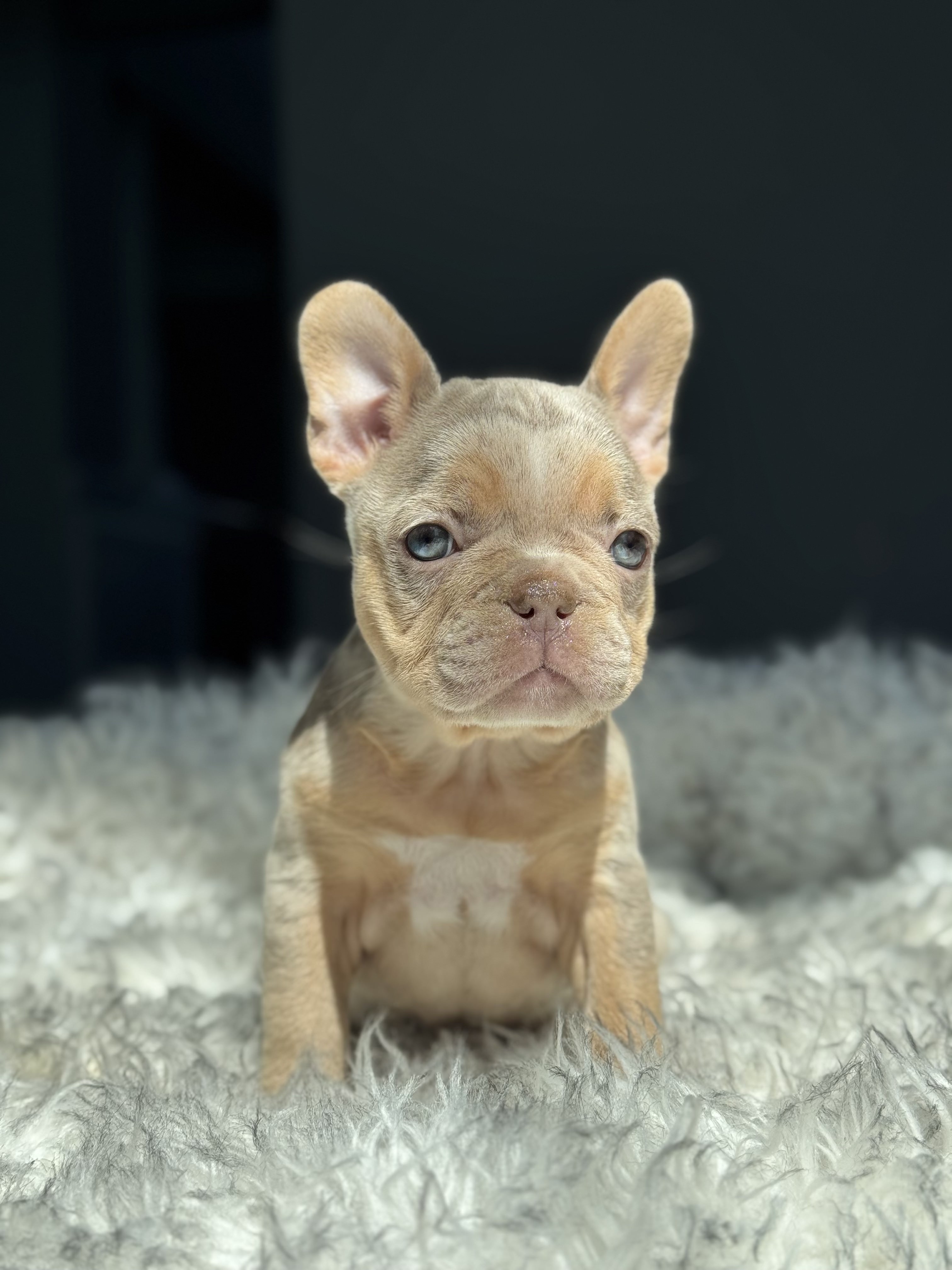 Get Frenchie puppies Santana