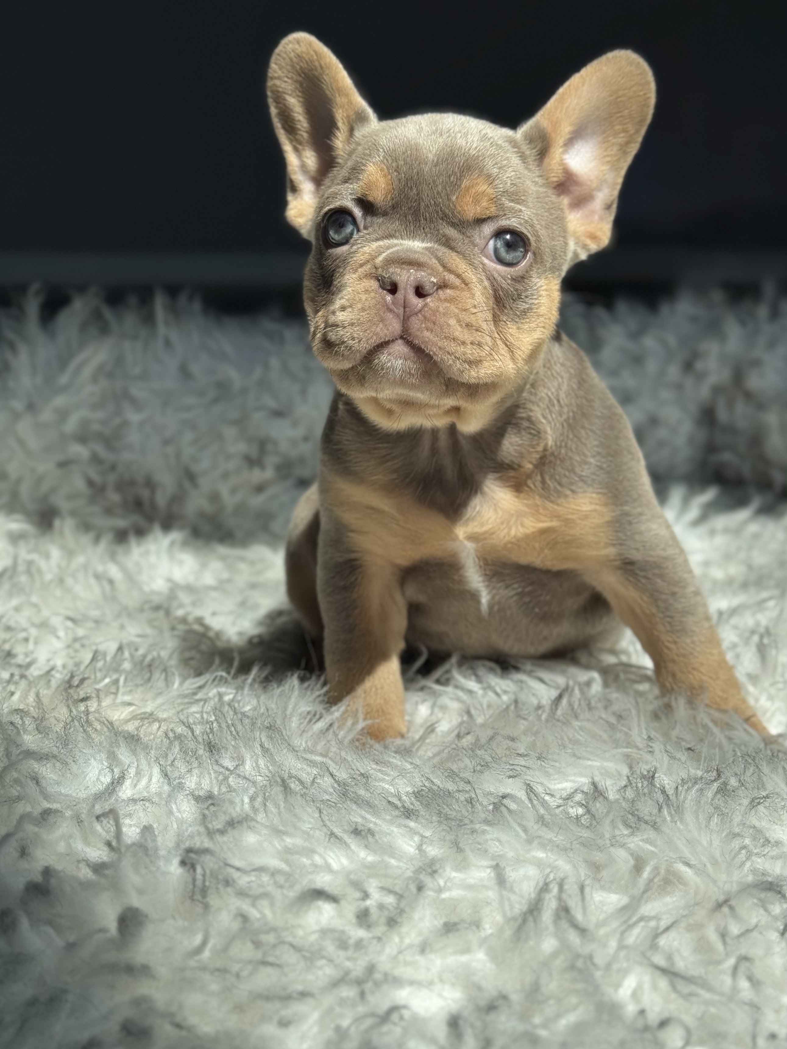 Get Frenchie puppies Goldie