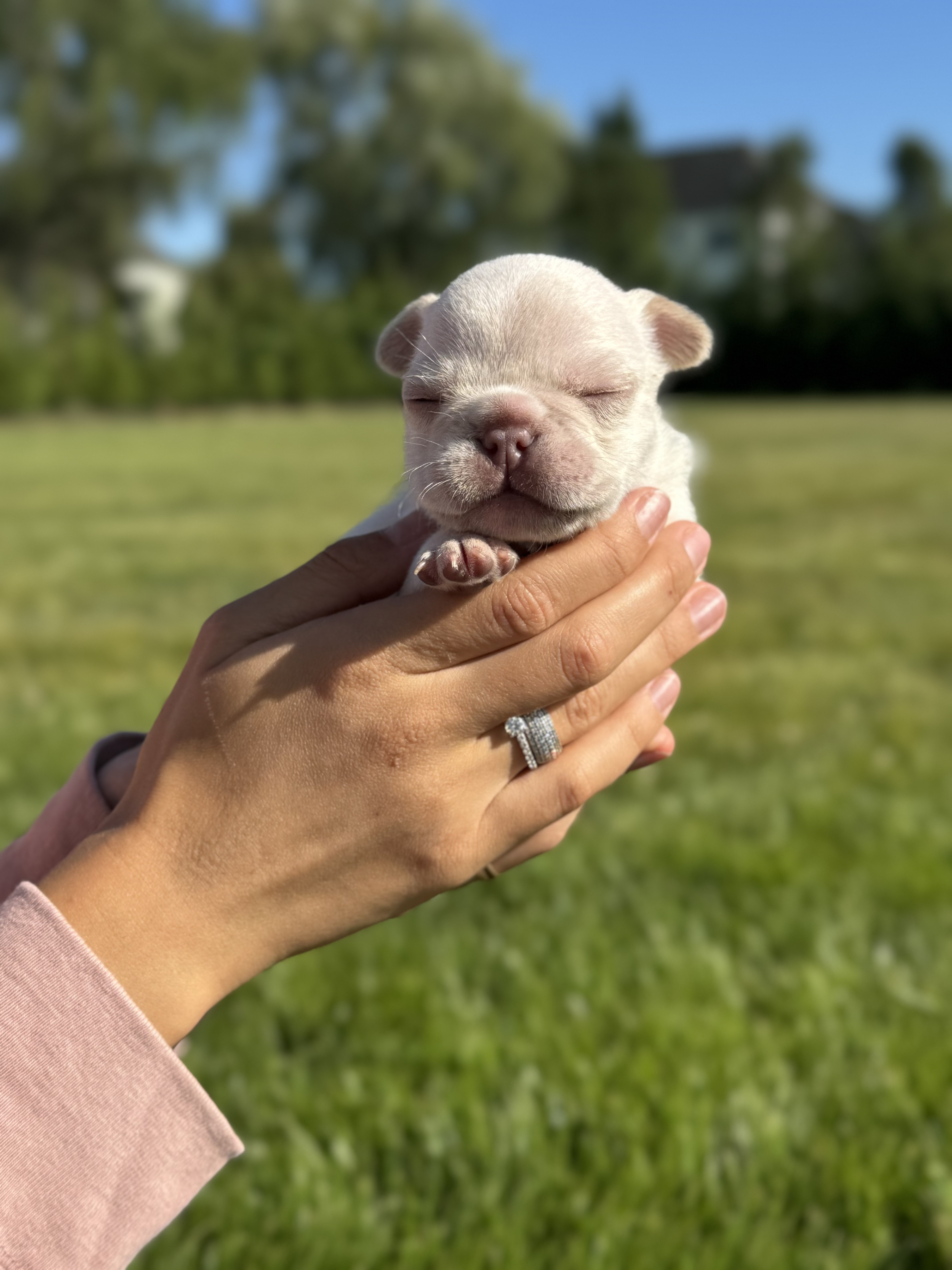 Get Frenchie puppies Marble