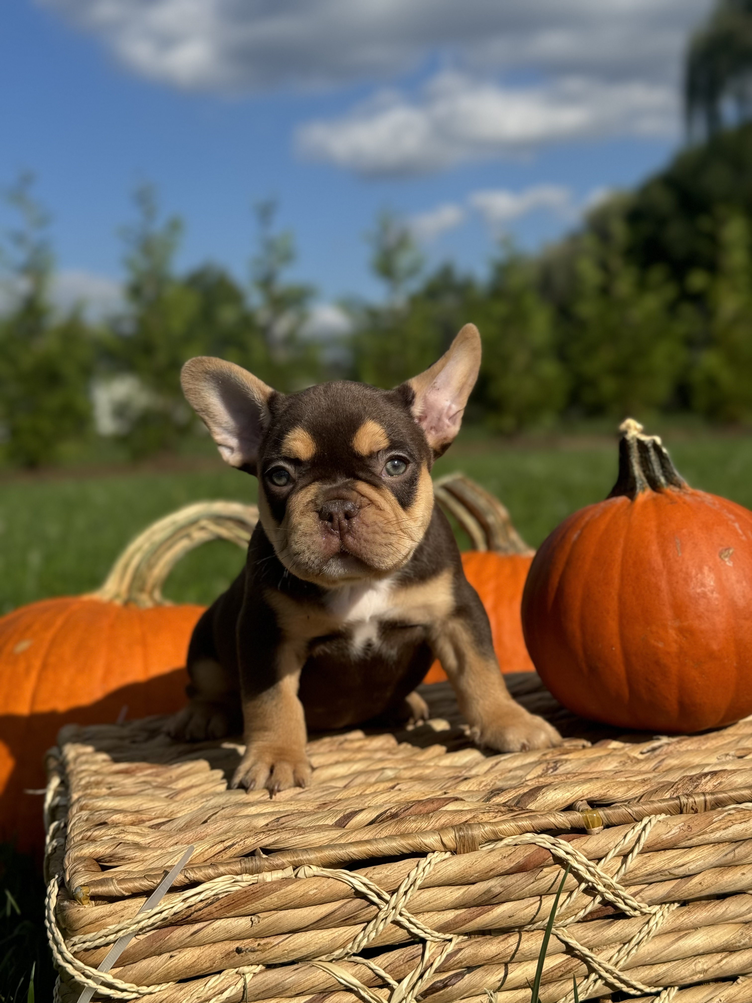 Get Frenchie puppies Marvel