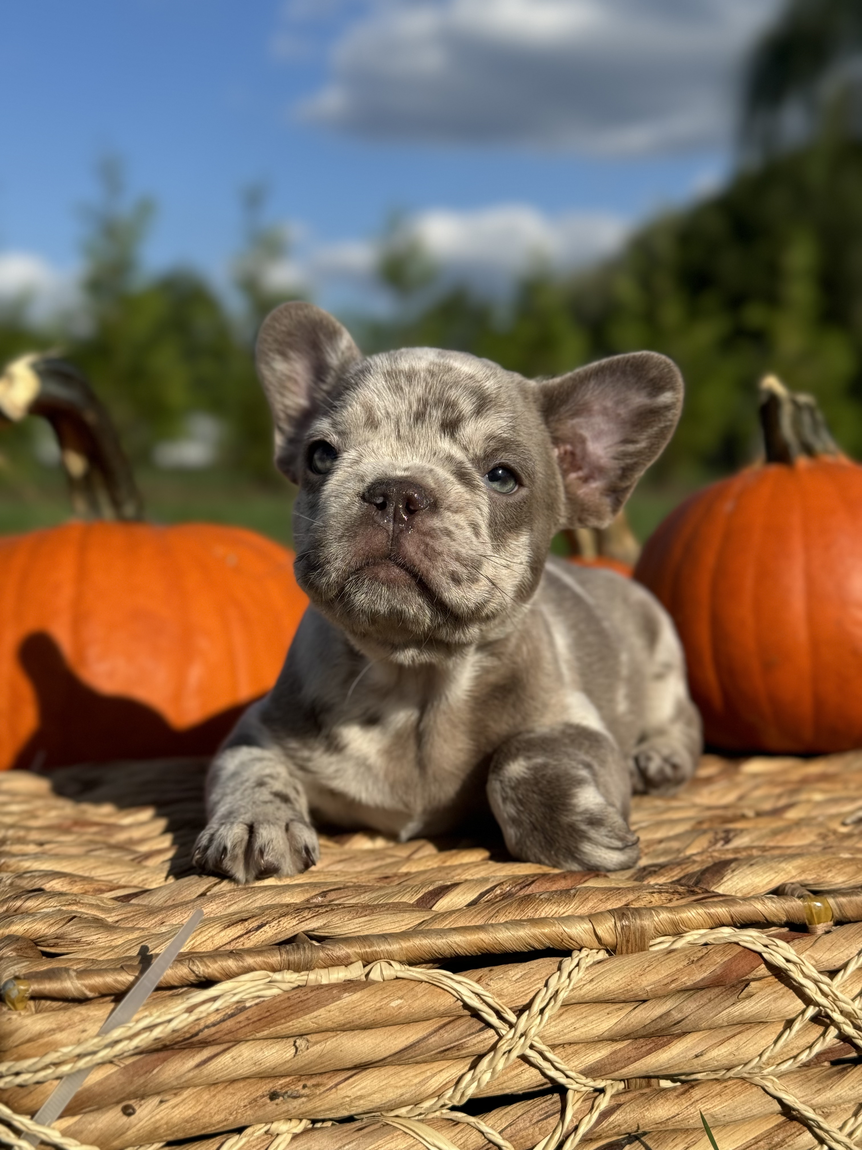 Get Frenchie puppies Obi-Wan