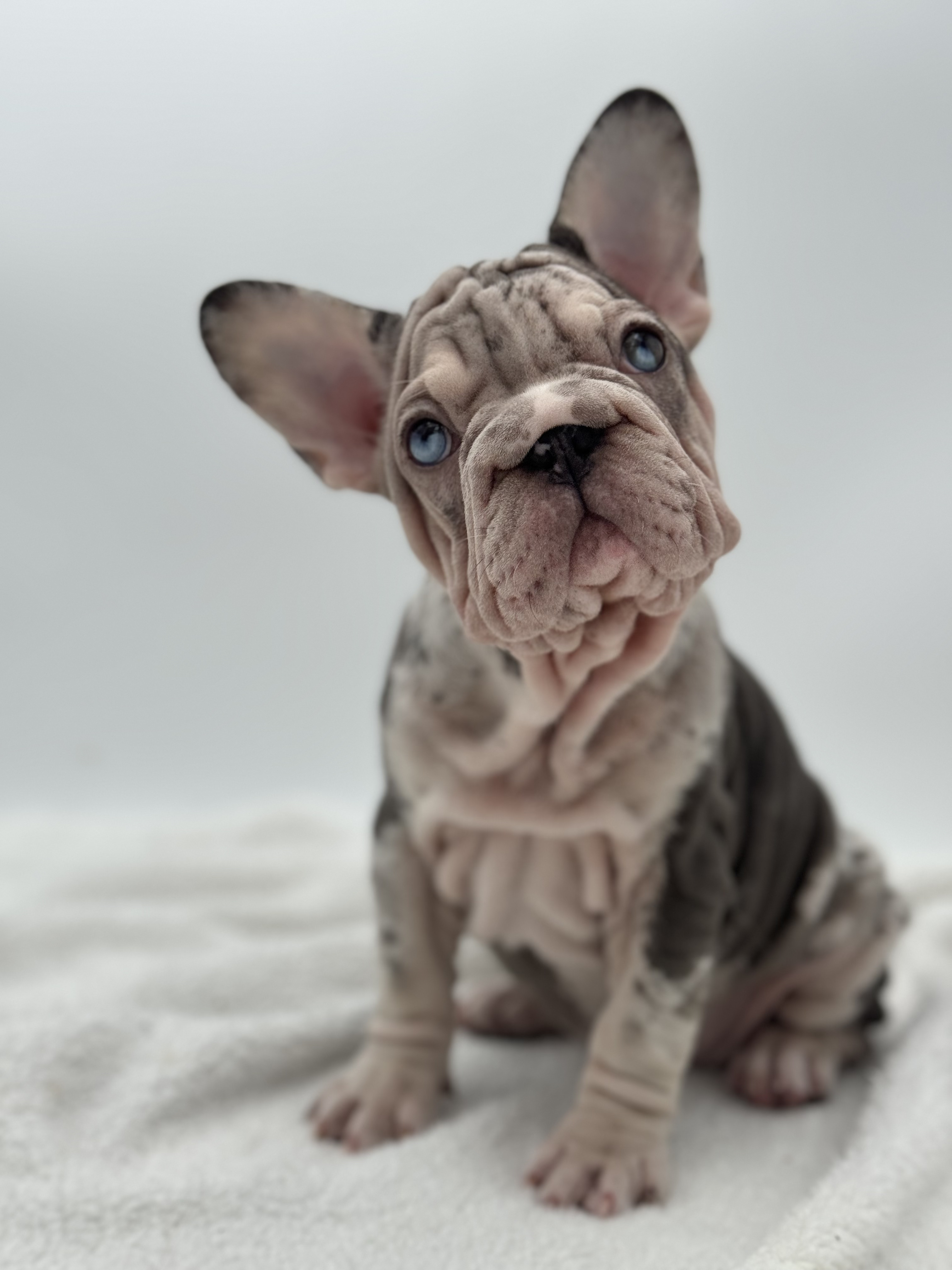 Get Frenchie puppies Carat