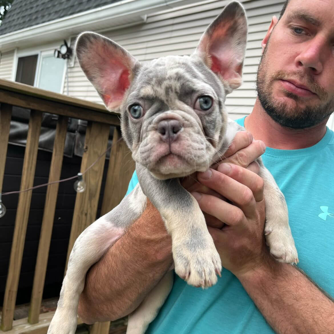 Healthy French Bulldog Puppy