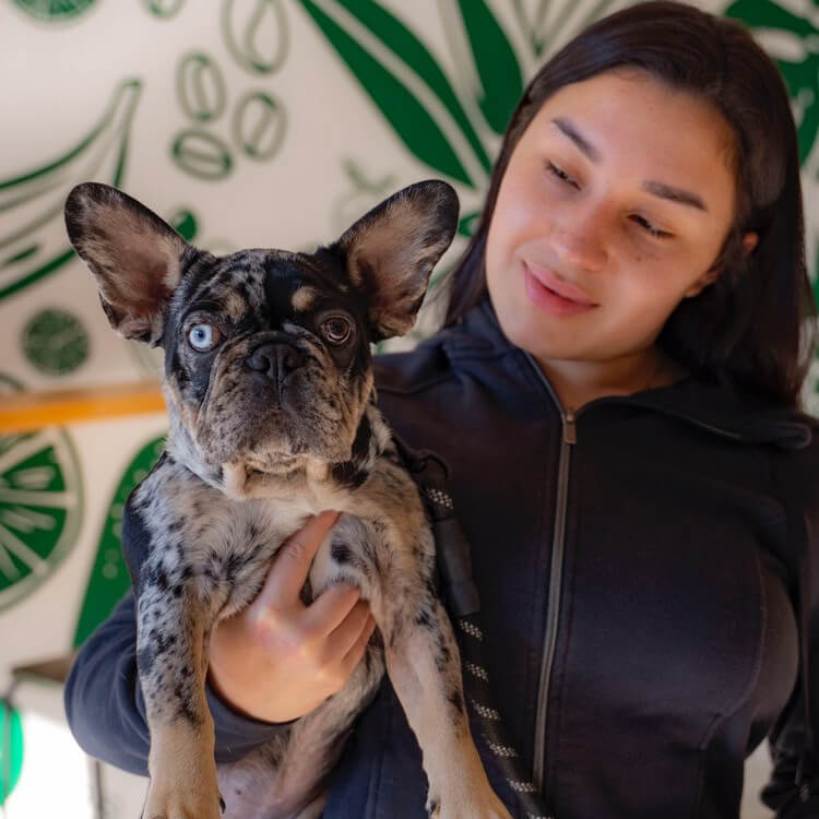 Friendly French Bulldog Puppy