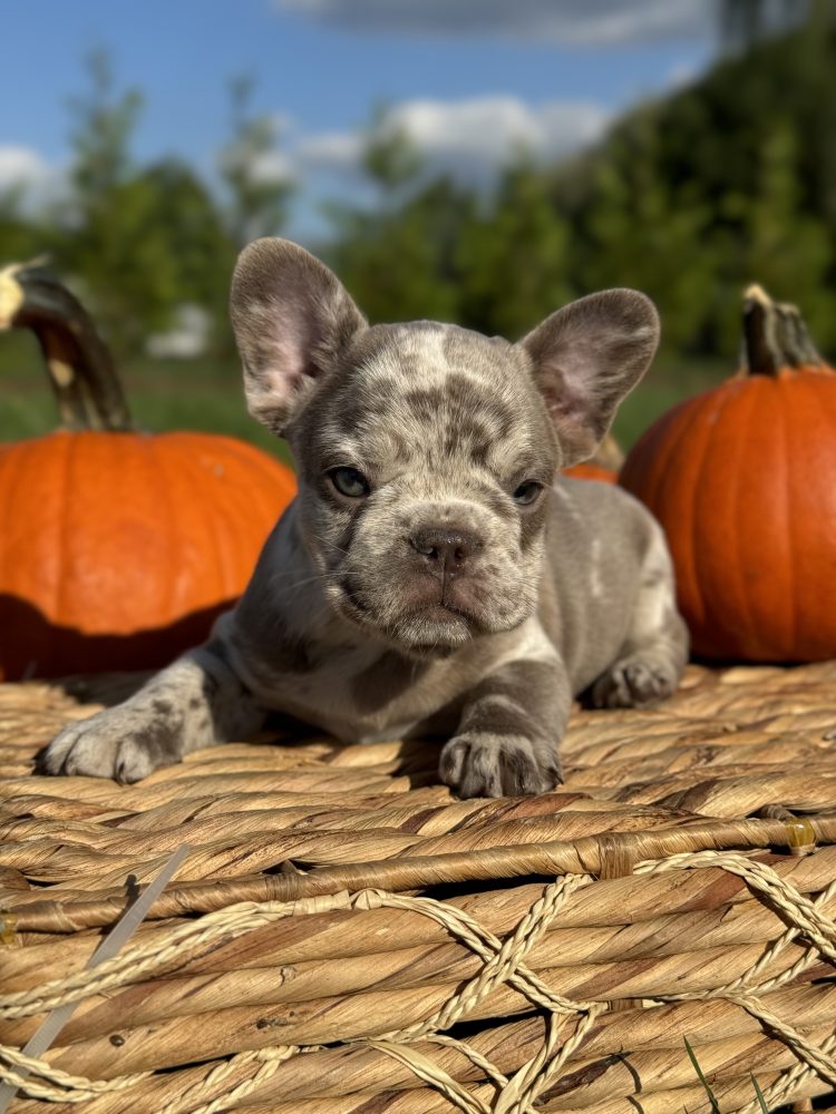 French Bulldog puppy from a New Jersey breeder serving families nationwide