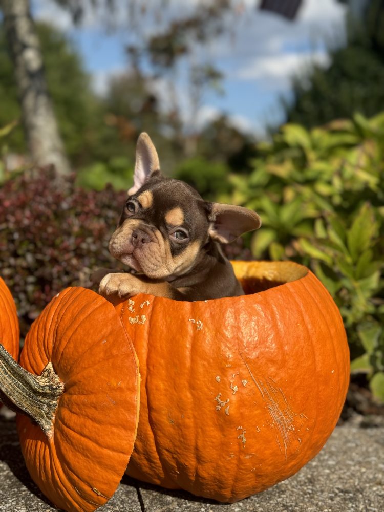 Healthy French Bulldog puppy raised at home