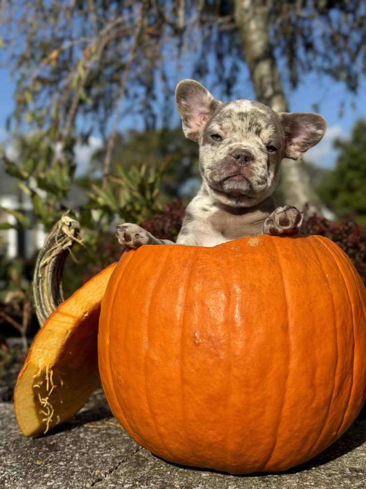 French Bulldog Colors Explained: Fawn, Brindle, Blue, Lilac and Merle